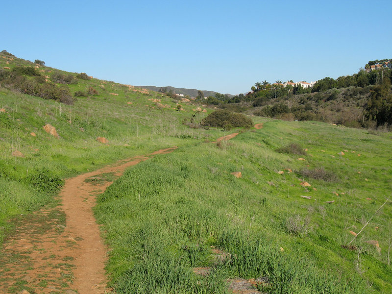 Los Peñasquitos Canyon Trail (east of Black Mountain Road) grows green after good winter rains.