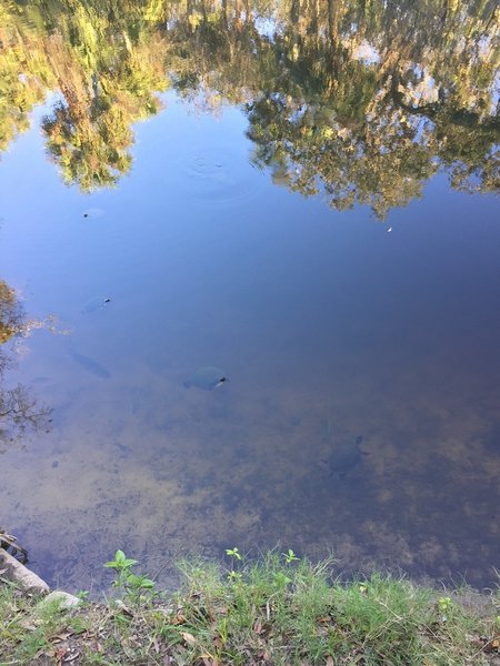 Gopher tortoises bob along in the creek near the Boardwalk Nature Trail.