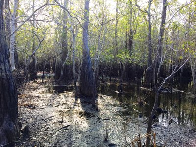 Fat cypress grow in the swamp alongside the trail.