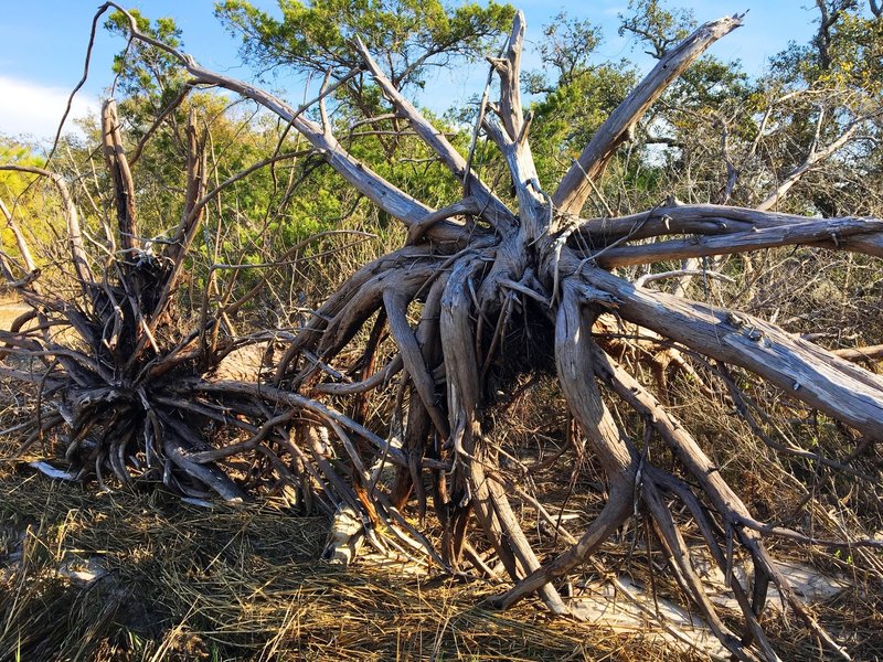 Upturned trees sit alongside the Cape Fear River on Oak Toe.