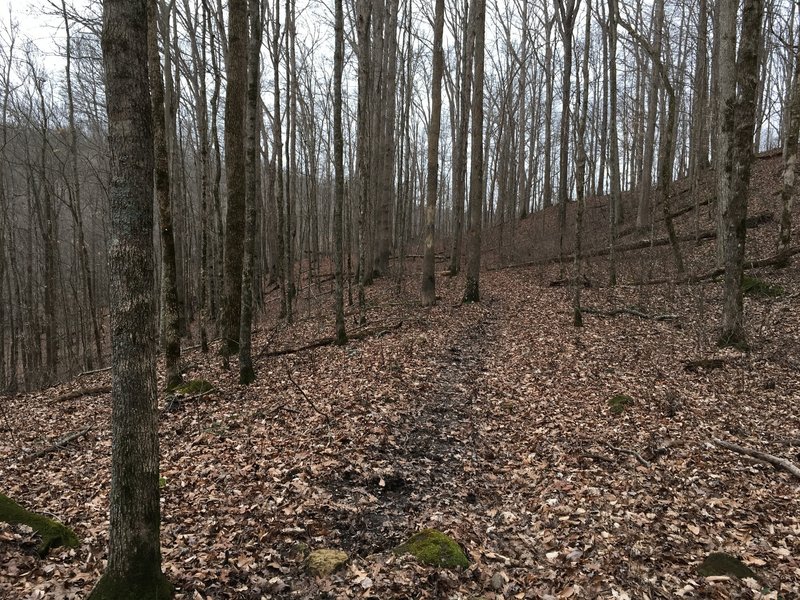 Enjoy this nice smooth section of the Raymer Hollow Trail.