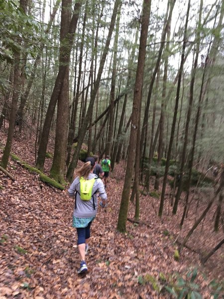 We had a lovely group run on the Lick Creek Trail.