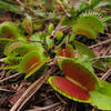 Venus Fly Traps await their meal on the Carolina Beach State Park Flytrap Trail.