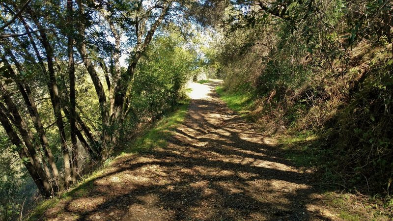 Priest Rock Trail starts off by climbing through the woods.