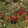 High on the Priest Rock Trail and Limekiln Trail, beautiful maroon blooms grow on weeds in early spring.