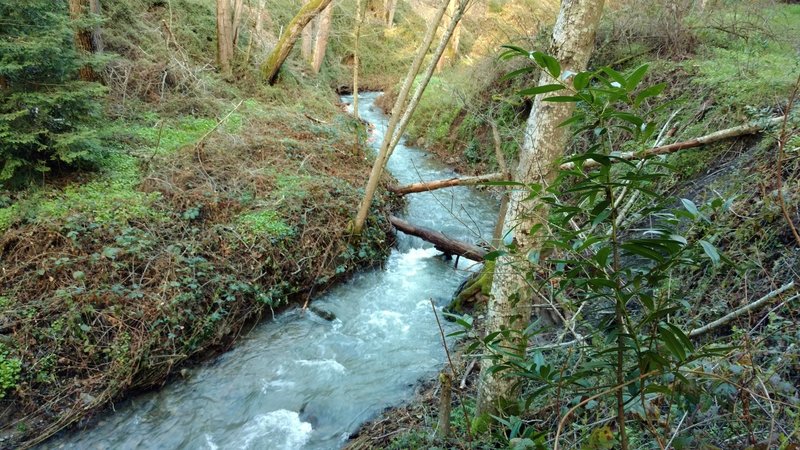 A creek along the Limekiln Trail rushes to Lexington Reservoir after winter rains.