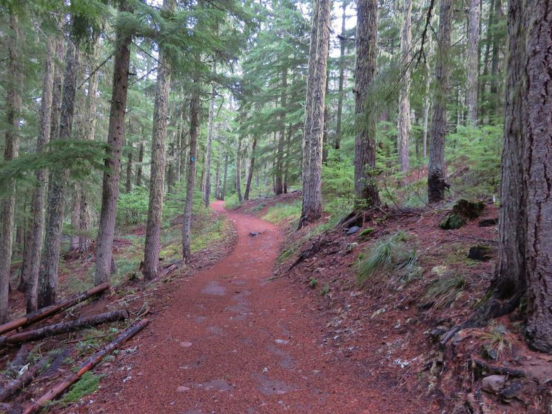 This part of the Pacific Crest Trail heads north toward the Twin Lakes Trail junction. The trail is fairly wide and popular with equestrians. Photo by Yunkette.