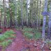 This is the upper junction with the PCT and Twin Lakes Trail. The section that heads down to Upper Twin Lakes is much less crowded and more rugged. dPhoto by Yunkette.