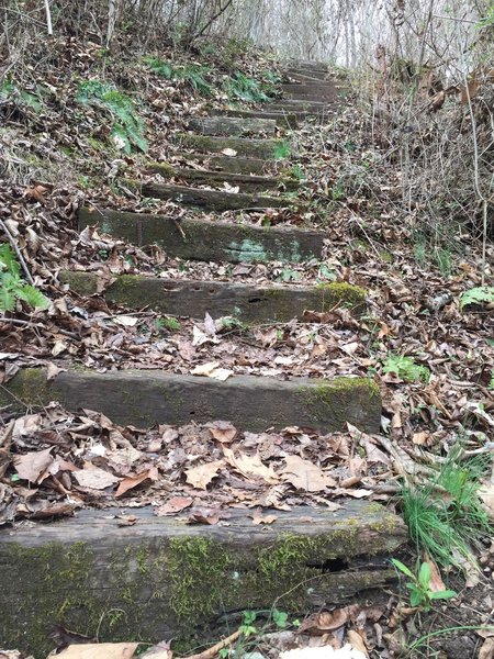 Steps aid your passage over a steep section of the Sinking Waters Trail.