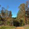 Is this manzanita in tree form? It was found high on the Limekiln Trail.