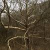 A massive sycamore grows near the site of an old blacksmith shop.