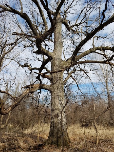 Grandpa Oak stands along the Moderate Loops.