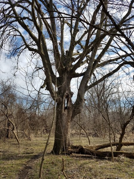 Great-Grandpa Oak stands along the Moderate Loops.