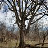 Great-Grandpa Oak stands along the Moderate Loops.