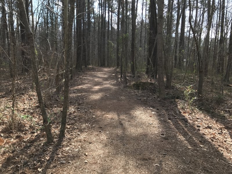 The Paw Paw Trail follows a smooth tread through the forest, allowing visitors to spend less time worrying about foot placement and more time enjoying the forest around them.