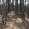 The Paw Paw Trail follows a smooth tread through the forest, allowing visitors to spend less time worrying about foot placement and more time enjoying the forest around them.