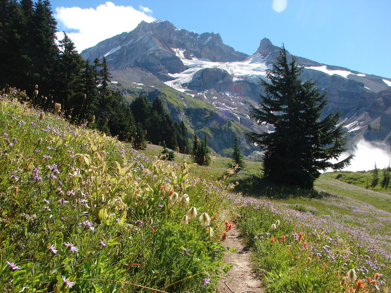 Once you get out of the forested section of the Yokum Ridge Trail, the wildflowers and views are awesome! Indian paintbrush, pasque flower, and aster blanket the meadow as you overlook Reid Glacier. Photo by Yunkette.