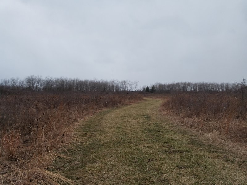 There are great birding opportunities throughout this part of Maumee Bay State Park.