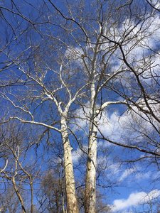 A large tree stands on the Sycamore Loop.