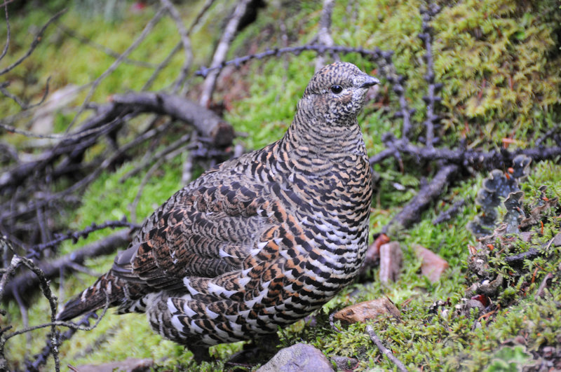 A ptarmigan stands right next to the trail on a wet morning.