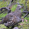 A ptarmigan stands right next to the trail on a wet morning.