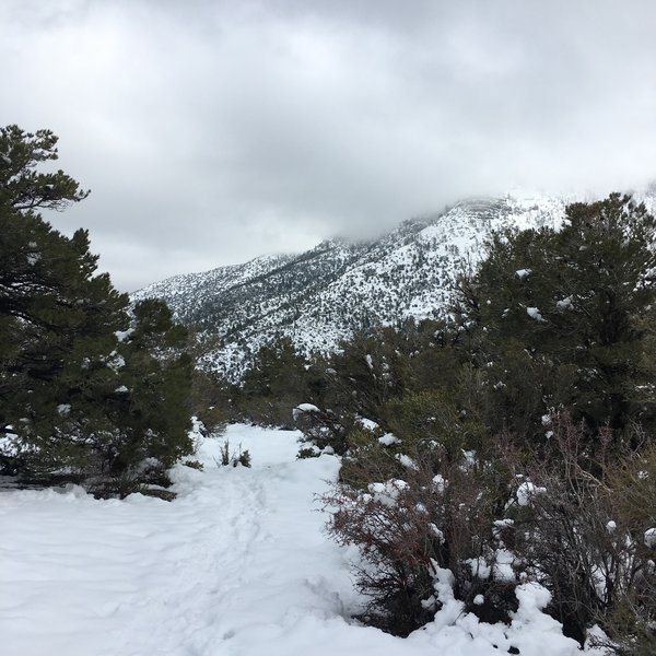 Deep snow makes for a unique experience along the Fletcher Canyon Trail.