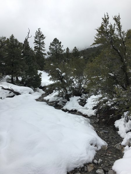 Many beautiful snowmelt streams form along the Fletcher Canyon Trail in late February.