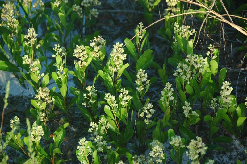 Gopher Apple (Licania michauxii) grows in the dune vegetation along the trail.