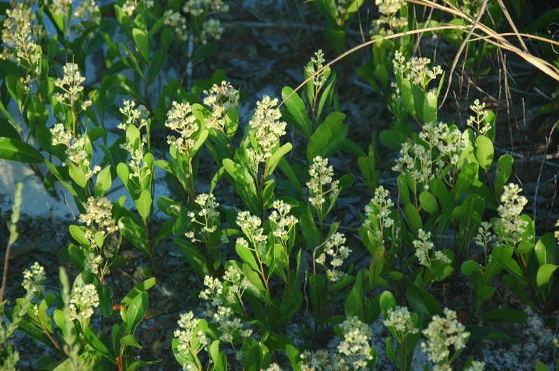 Gopher Apple (Licania michauxii) grows in the dune vegetation along the trail.