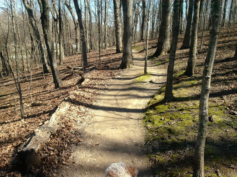 The Cattle Ridge Connector to Jack's Loop is in great condition as of February 2017.