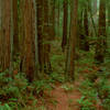 A lush redwood grove stands along the Steep Ravine Trail.