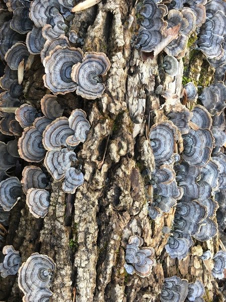 Enjoy awesome color on these Turkey Tail fungus in the middle of winter!