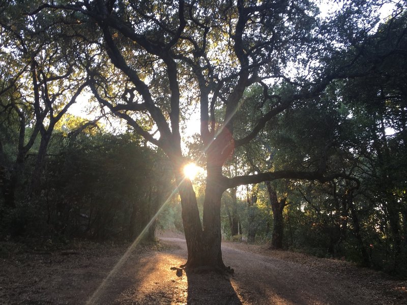 This tree marks a popular turnaround point about 2.4 miles into the Kennedy Trail from the northern parking area.