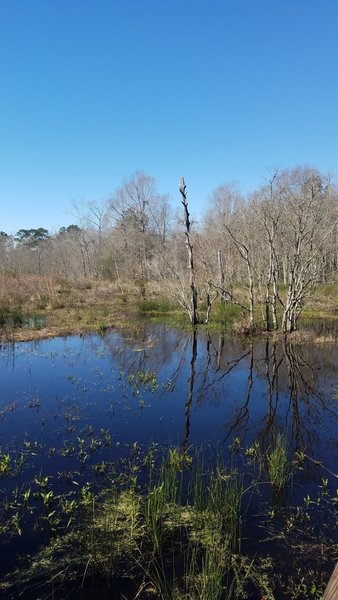 Enjoy a beautiful view of Savanna Lake along the South Loop Trail.