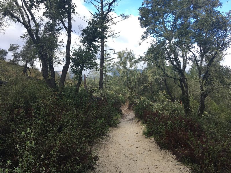 Trail near observation deck