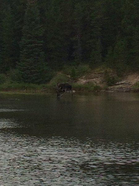 A bull moose stands in Fishercap Lake, Fall 2016.