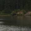 A bull moose stands in Fishercap Lake, Fall 2016.