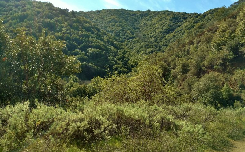 Heading into the Santa Cruz Mountains on the Kennedy Trail, take time to enjoy your lush green surroundings.