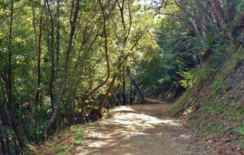 Kennedy Trail runs through the woods at low elevations.