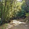 Kennedy Trail runs through the woods at low elevations.