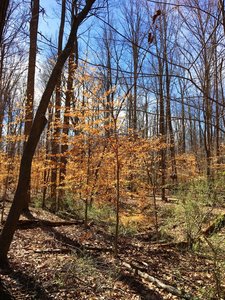 Small beech trees sprout their leaves along with other early spring plants.