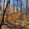 Small beech trees sprout their leaves along with other early spring plants.