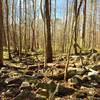 A rocky tributary serves as your trailside companion along OWASA Corridor.