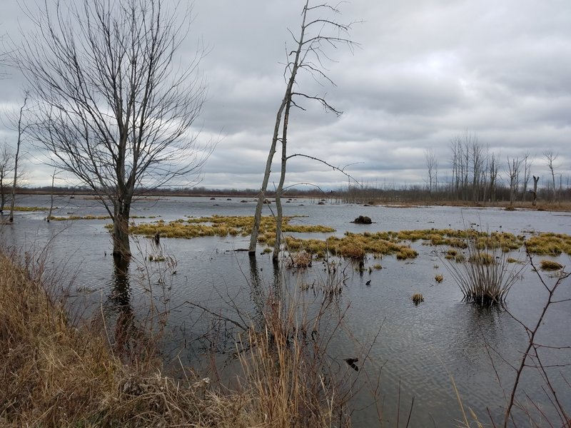 Swans swim in the distance along the Mallard Club Marsh Wilderness Area.