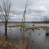 Swans swim in the distance along the Mallard Club Marsh Wilderness Area.