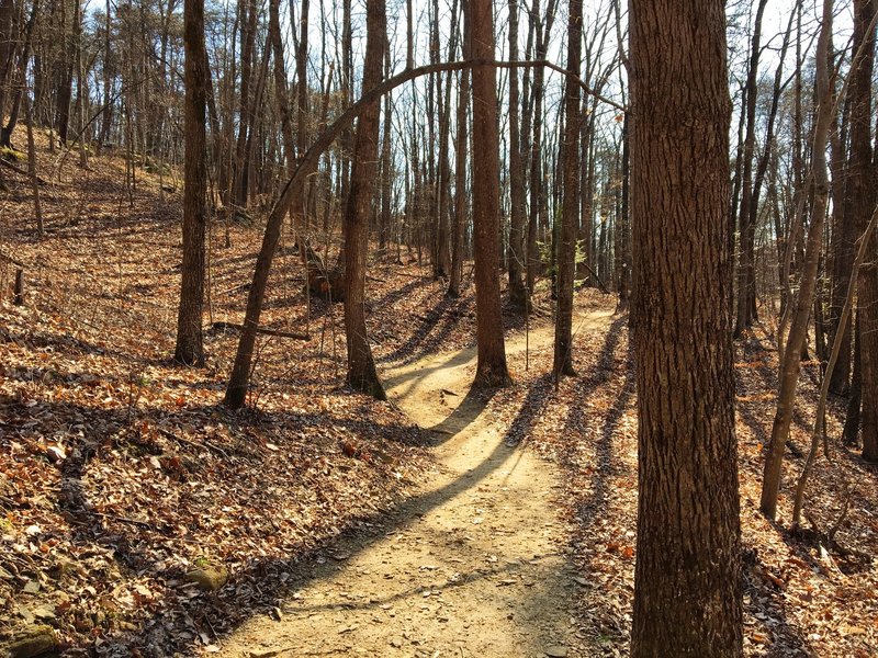 The Prison Camp Trail winds through a winter forest.