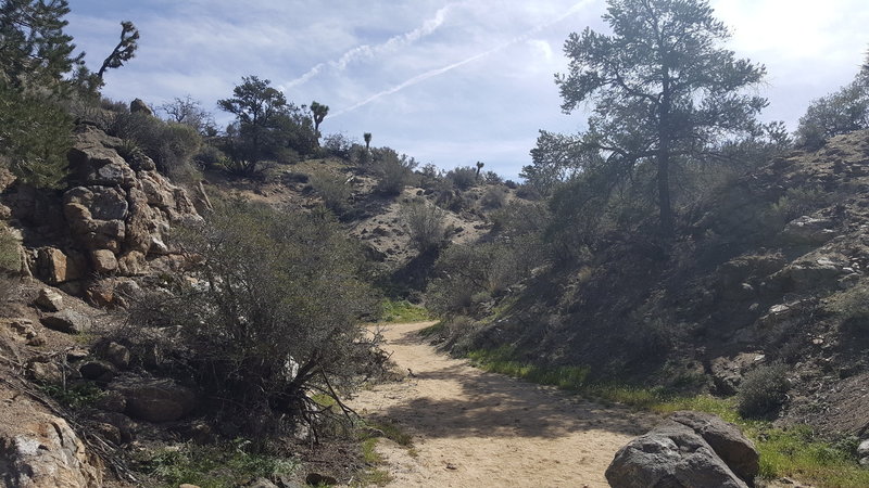 It's a neat area heading up the trail to Warren Peak, complete with lots of vegetation and rock formations.