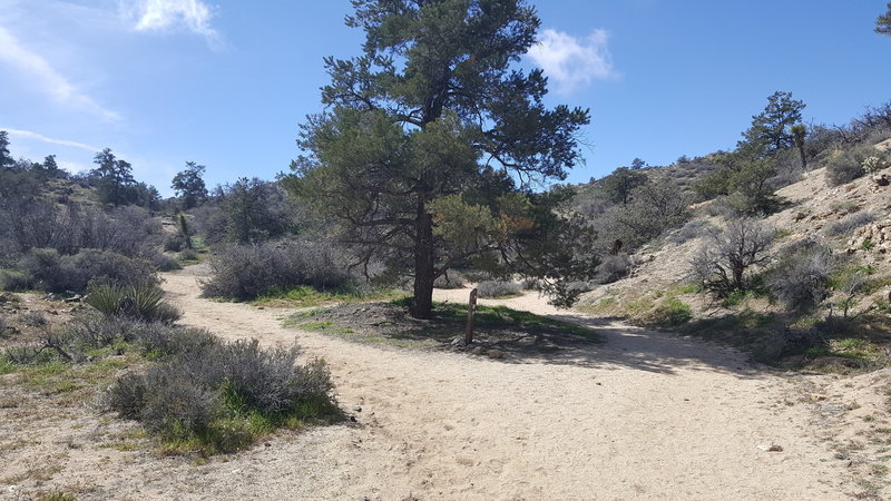 At the second split with Panorama Loop, follow the WP arrow to the right to continue on to Warren Peak.