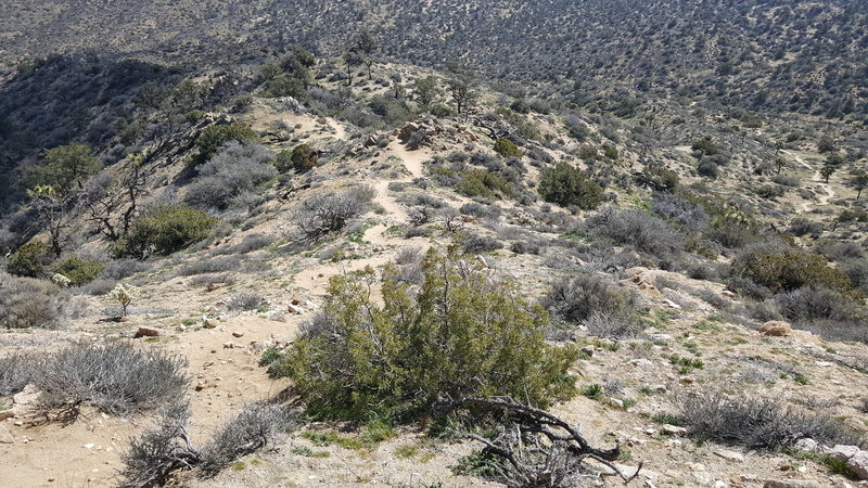 The section of trail up to the peak is quite steep!