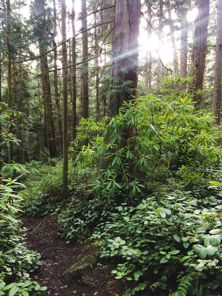 The Goose Rock Summit Trail takes you from the seashore to the mountaintop via a monstrous forest.
